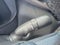 2024 Toyota Tundra 4WD Limited CrewMax 5.5' Bed (Natl)